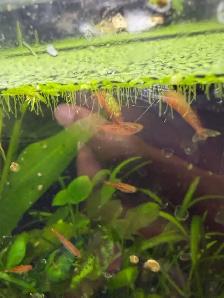 Fire red Cherry shrimp (Ajax) - Photo 4