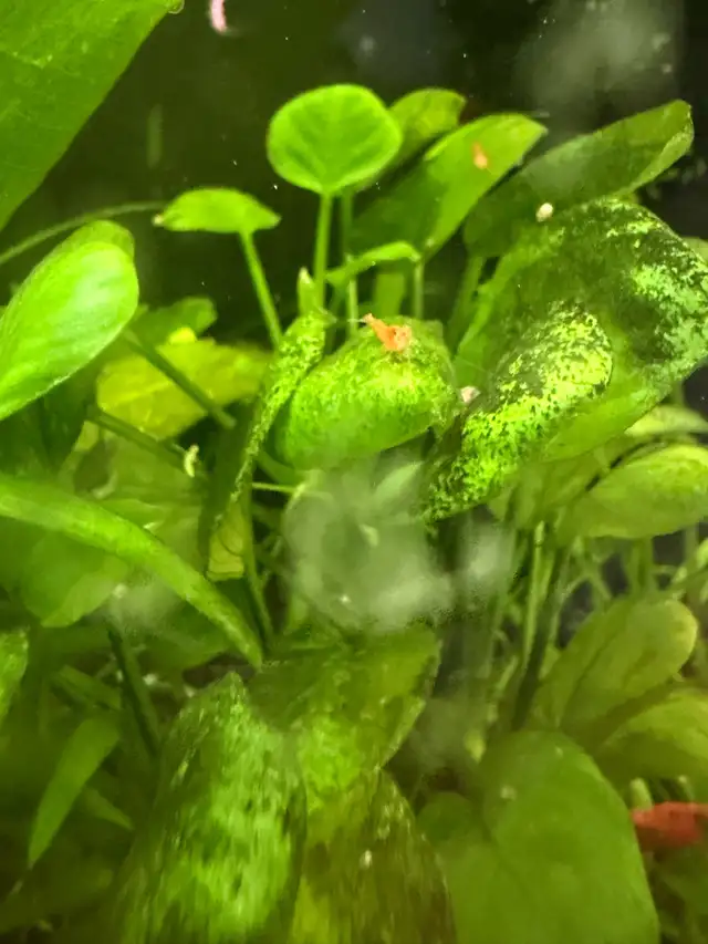 Fire red Cherry shrimp (Ajax) - Photo 5