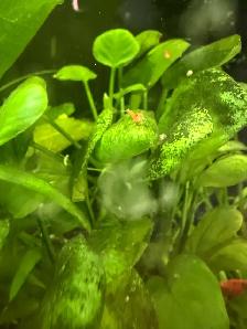Fire red Cherry shrimp (Ajax) - Photo 5