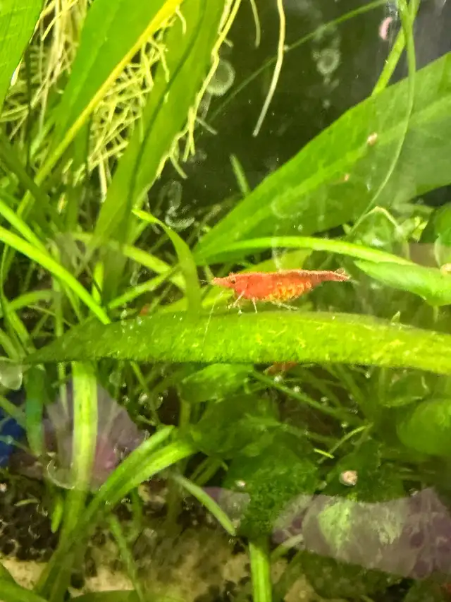Fire red Cherry shrimp (Ajax) - Photo 6