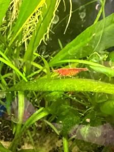 Fire red Cherry shrimp (Ajax) - Photo 6