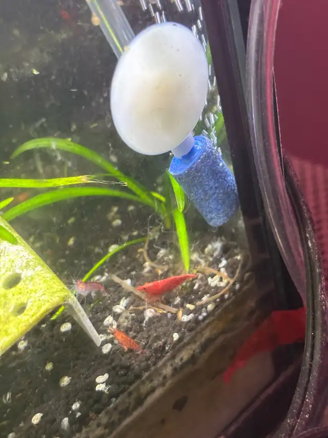 Fire red Cherry shrimp (Ajax) - Photo 7