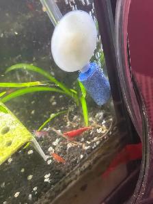 Fire red Cherry shrimp (Ajax) - Photo 7