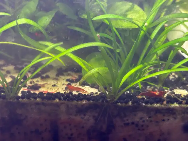 Fire red Cherry shrimp (Ajax) - Photo 8
