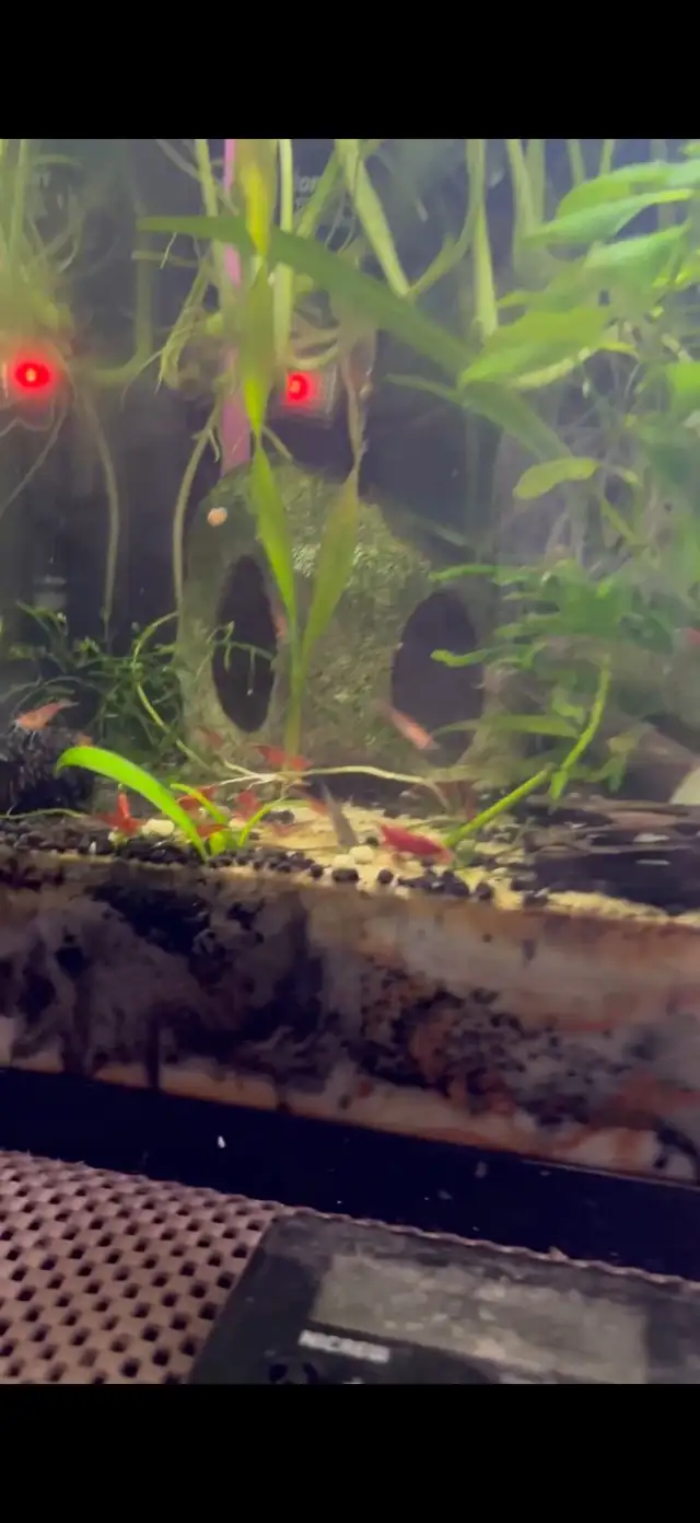 Fire red Cherry shrimp (Ajax) - Photo 9