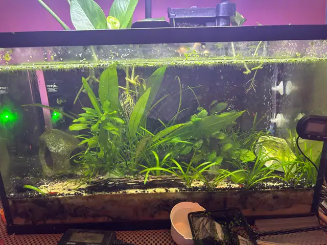 Fire red Cherry shrimp (Ajax) - Photo 10