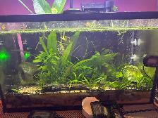 Fire red Cherry shrimp (Ajax) - Photo 10