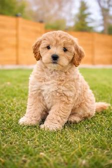 adorable cockpoo 2 months