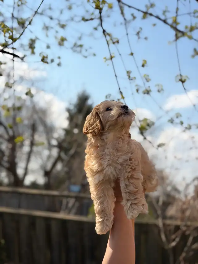 adorable cockpoo 2 months - Photo 2
