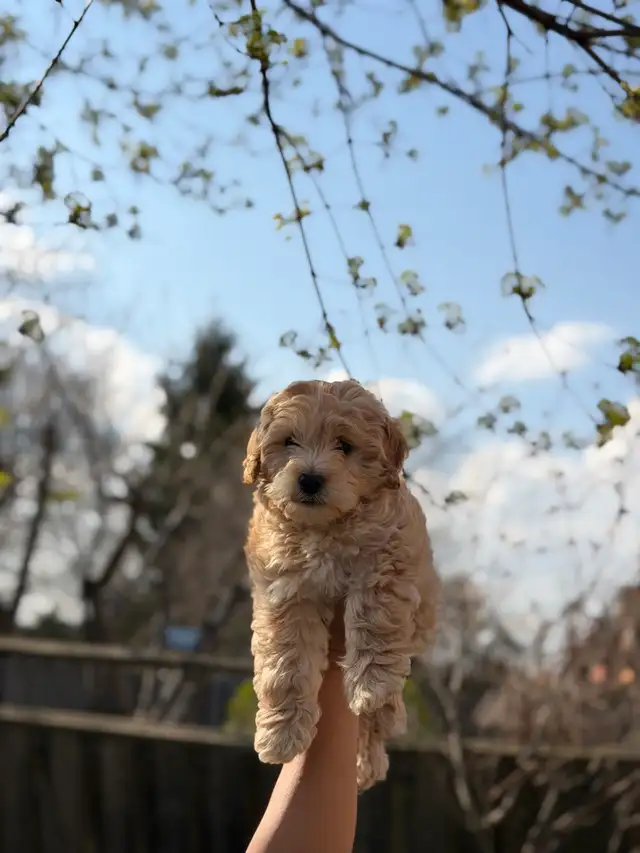 adorable cockpoo 2 months - Photo 3
