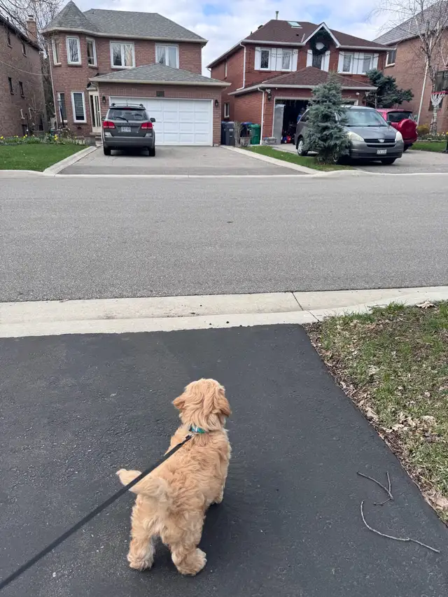 adorable cockpoo 2 months - Photo 4