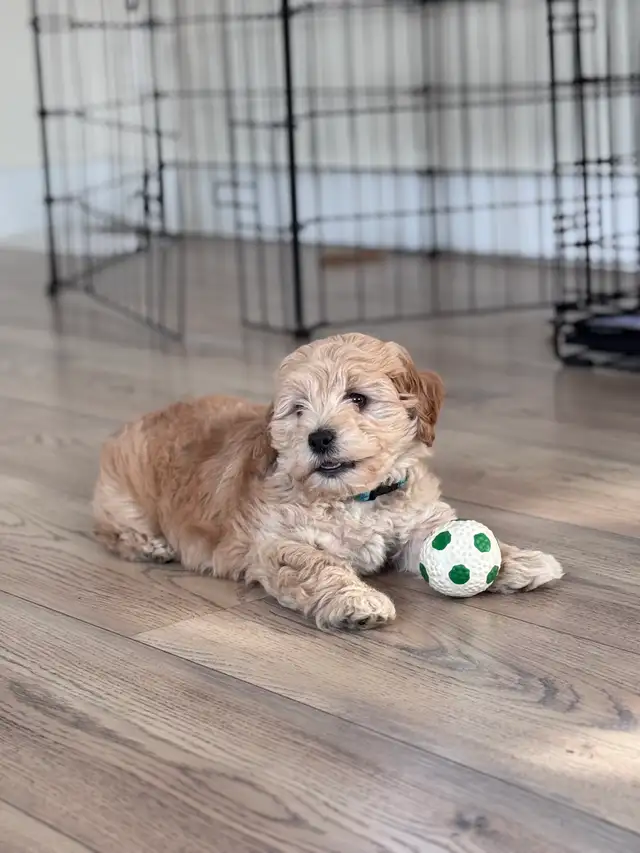 adorable cockpoo 2 months - Photo 5