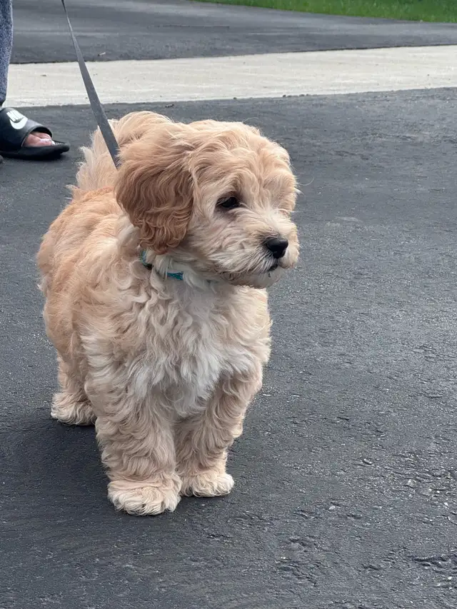adorable cockpoo 2 months - Photo 6