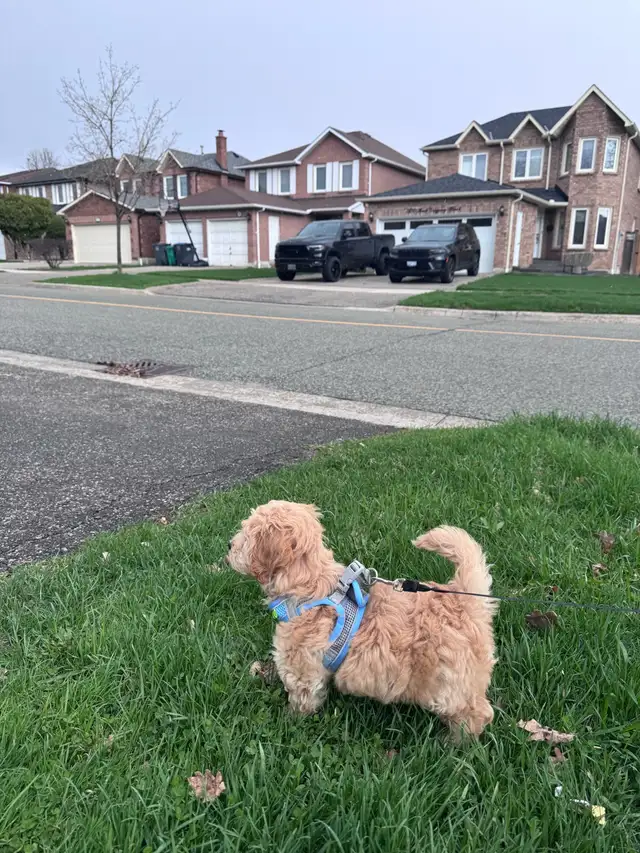adorable cockpoo 2 months - Photo 7