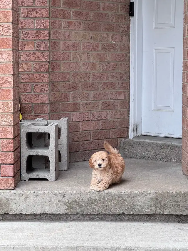 adorable cockpoo 2 months - Photo 8