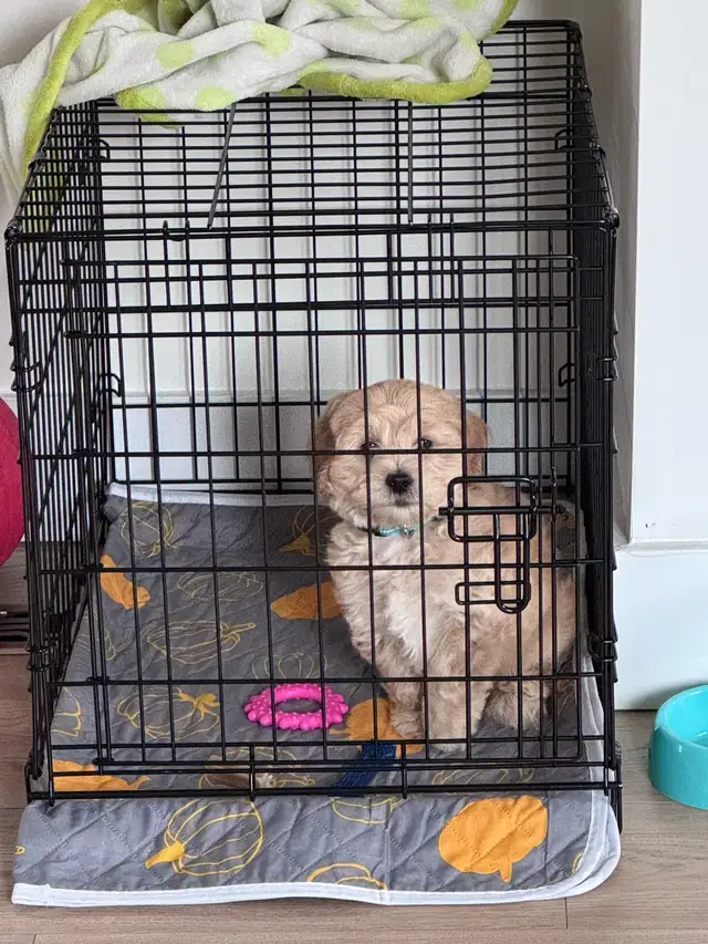 adorable cockpoo 2 months - Photo 9