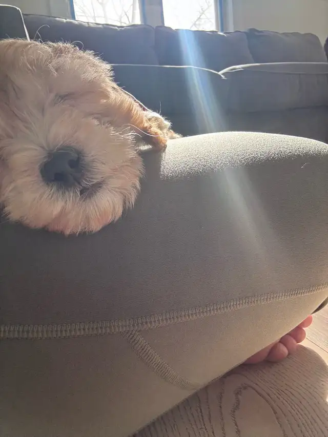 adorable cockpoo 2 months - Photo 10