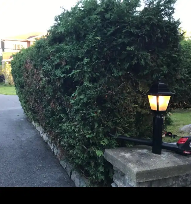 SPRING BACKYARD CLEAN-UP SPECIAL! - Photo 2