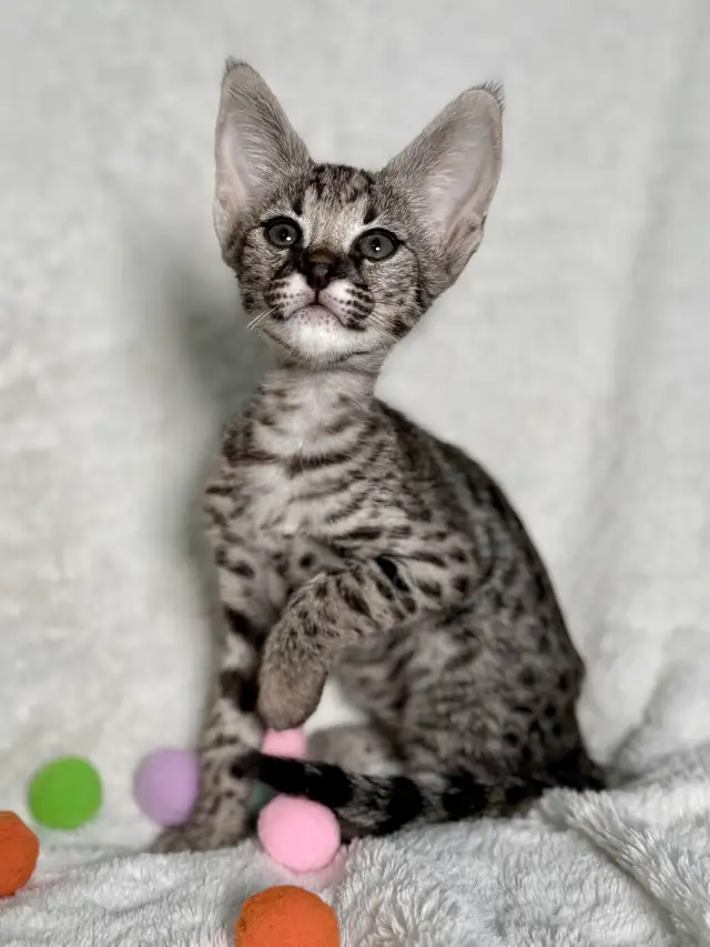 F1/F2 Savannah - Photo 2