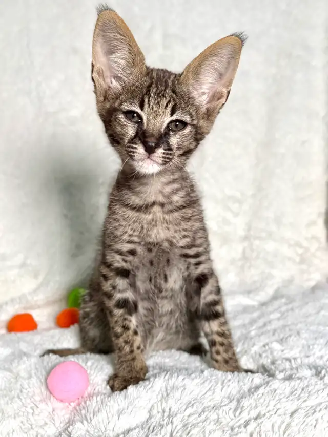 F1/F2 Savannah - Photo 3