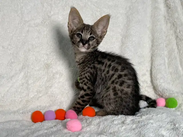 F1/F2 Savannah - Photo 4