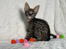 F1/F2 Savannah - Photo 4