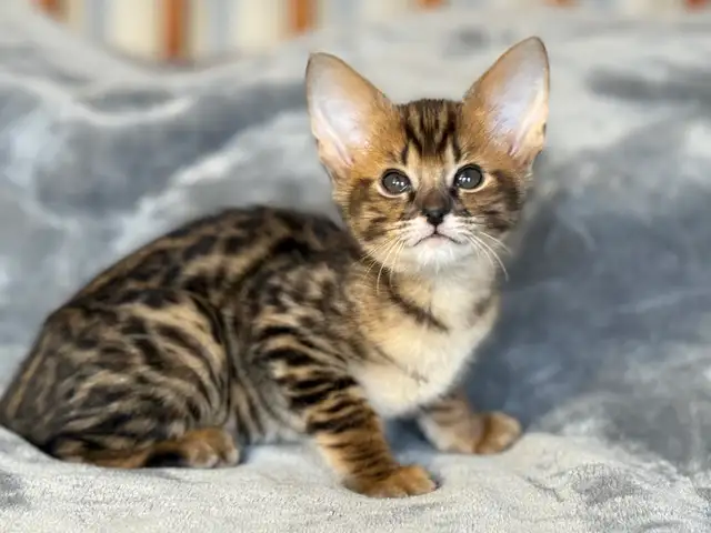 F1/F2 Savannah - Photo 5