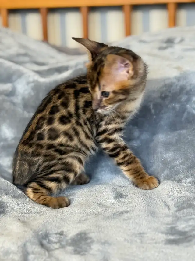 F1/F2 Savannah - Photo 6