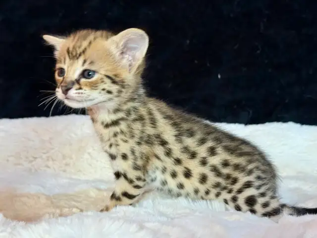 F1/F2 Savannah - Photo 8