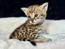 F1/F2 Savannah - Photo 9