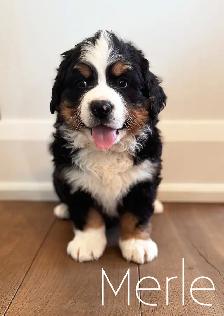 Bernese Mountain Dog Puppies