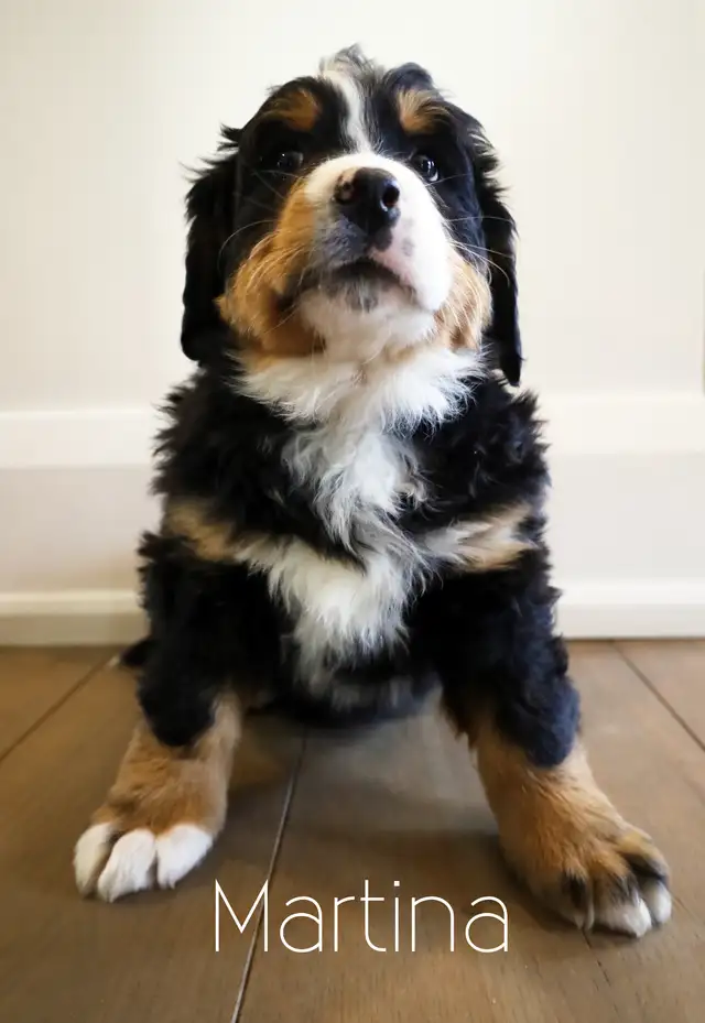 Bernese Mountain Dog Puppies - Photo 2