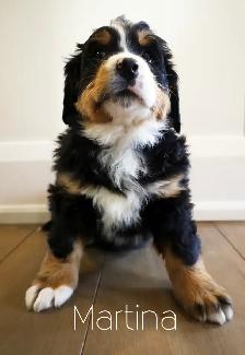 Bernese Mountain Dog Puppies - Photo 2