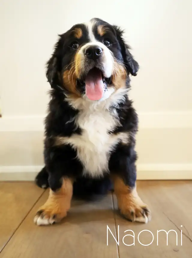 Bernese Mountain Dog Puppies - Photo 3