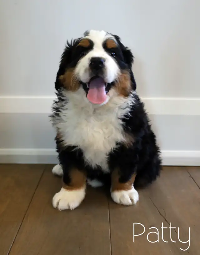 Bernese Mountain Dog Puppies - Photo 4