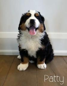 Bernese Mountain Dog Puppies - Photo 4