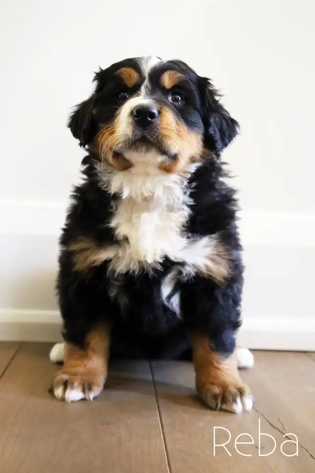Bernese Mountain Dog Puppies - Photo 5
