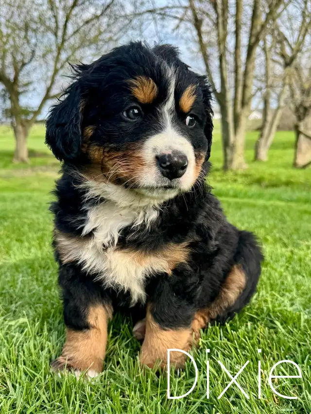 Bernese Mountain Dog Puppies - Photo 6