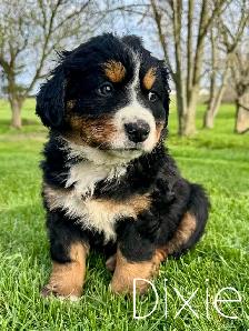 Bernese Mountain Dog Puppies - Photo 6