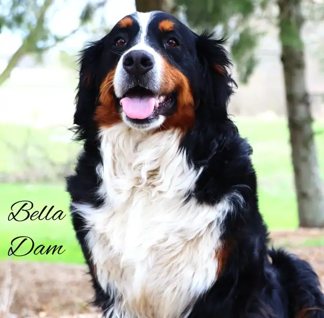 Bernese Mountain Dog Puppies - Photo 7