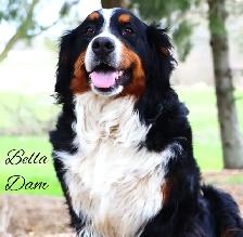 Bernese Mountain Dog Puppies - Photo 7