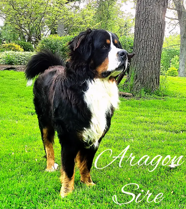 Bernese Mountain Dog Puppies - Photo 8