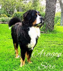 Bernese Mountain Dog Puppies - Photo 8