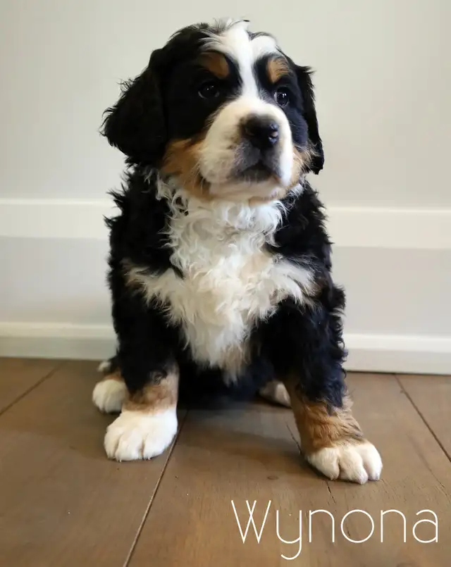 Bernese Mountain Dog Puppies - Photo 9