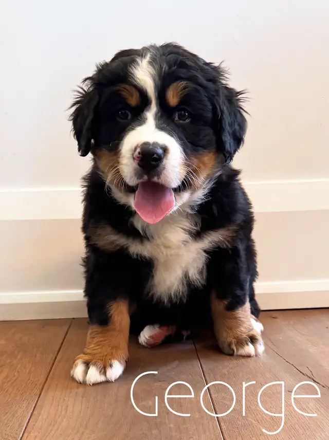 Bernese Mountain Dog Puppies - Photo 10