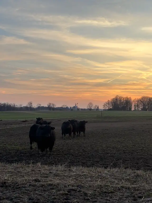BULLS FOR SALE