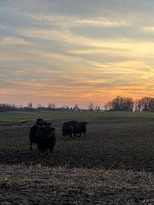 BULLS FOR SALE