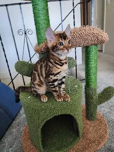 Bengal Kittens (Rosettes on Gold)TICA registration