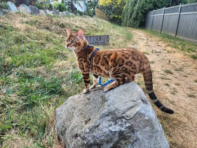 Bengal Kittens (Rosettes on Gold)TICA registration - Photo 2