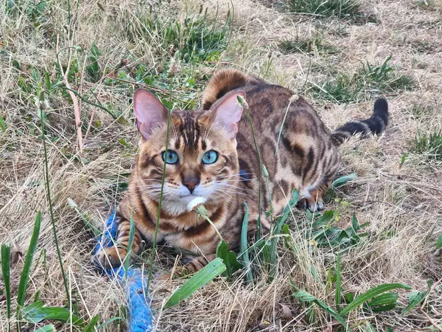 Bengal Kittens (Rosettes on Gold)TICA registration - Photo 3